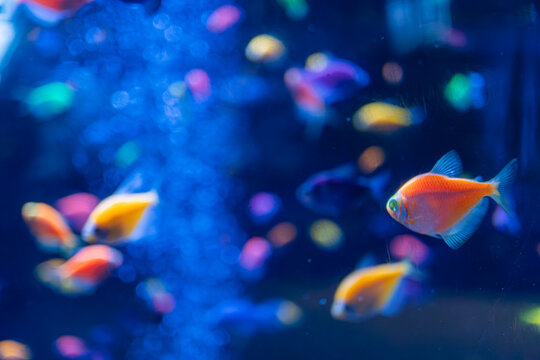 Underwater scene with bright blue light, school of colorful fish swimming, dynamic perspective, no distinguishing marks, realistic style