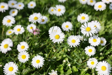 Floral field of wild Common Daisies (Bellis perennis) flowers in the natural environment in a beautiful spring day. © Silviu