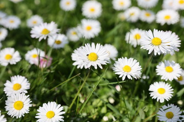 Floral field of wild Common Daisies (Bellis perennis) flowers in the natural environment in a beautiful spring day. © Silviu