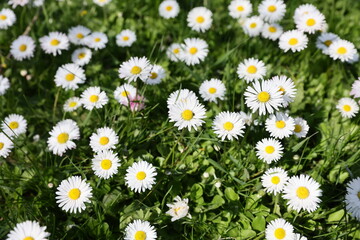 Floral field of wild Common Daisies (Bellis perennis) flowers in the natural environment in a beautiful spring day. © Silviu