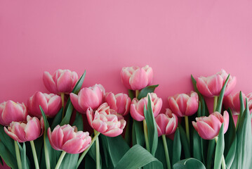 Fototapeta premium Bouquet of pink tulips on pink background