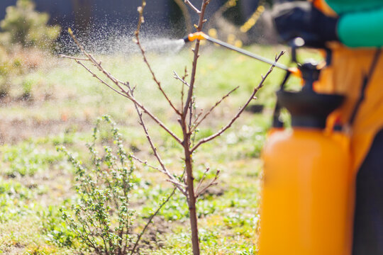 Spraying garden with fungicide insecticide fertilizer using sprayer tank to protect orchard. Gardening equipment