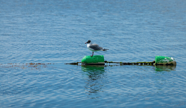Seagull perched on floating buoy in calm blue water