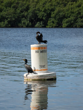 Cormorants perched on no motor zone buoy in calm water