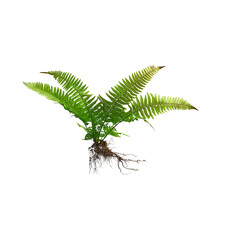 Green fern plant with visible roots isolated on a transparent background 1 © Nasima Begum
