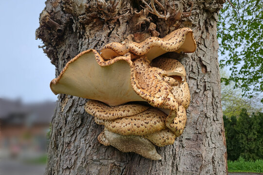  Parasit, ein schuppiger Stielporling (Cerioporus squamosus) an einem Kastanienbaum.