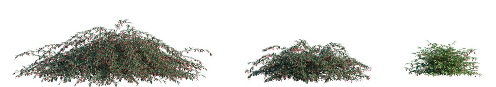 Set of Cotoneaster salicifolius (the willow-leaved cotoneaster) frontal isolated png on a transparent background perfectly cutout high resolution