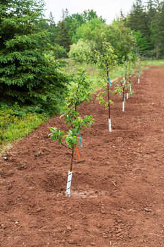 Newly planted row of young apple trees.