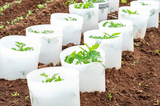 Young tomato plants in the vegetable garden with each plant  protected with a white plastic bucket .