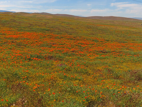 Hillside of California Poppies and Yellow Wildflowers