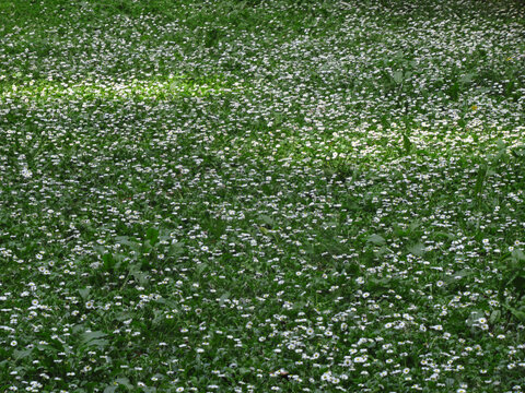 Small White and Yellow Wildflowers in Grass with Sunlight
