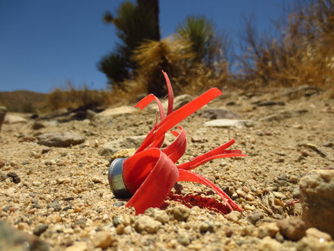 Red Shotgun Shell in Desert Dirt