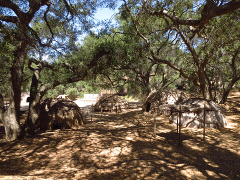 Chumash Native American Huts with Oak Trees