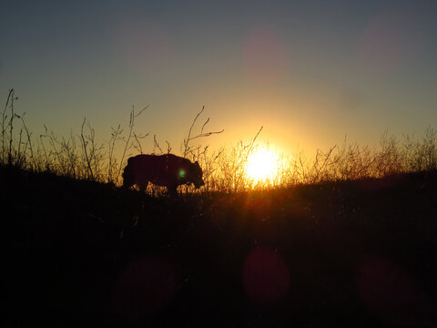 Australian Shepherd Dog with Docked Tail Walking on Ridge Silhouette at Sunset