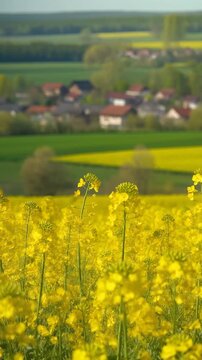 Rapsfeld