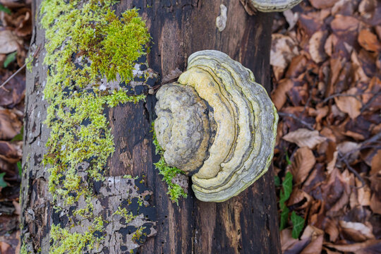 Champignon polypore amadouvier sur un tronc d'arbre mort couvert de mousse