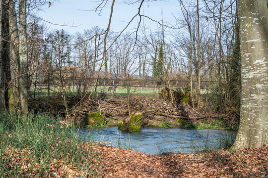 La Promenthouse au printemps, rivi&egrave;re paisible serpentant dans une for&ecirc;t de feuillus