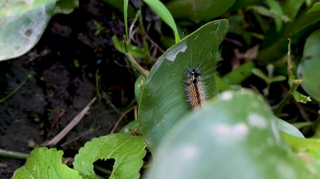 Close-up of a Hairy Caterpillar Crawling on a Vibrant Green Leaf in Nature