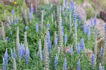 Obraz premium Native plants such as lupins or lupins in the process of generating seeds in high Andean valleys