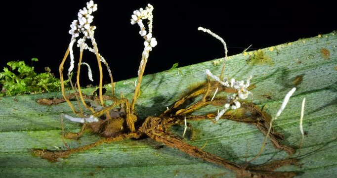 A Cordyceps fungus parasitizing a spider with long fruiting bodies,. The fungus alters the behaviour of its host so it dies in a high place optimum for spore dispersal. In Napo province, Ecuador