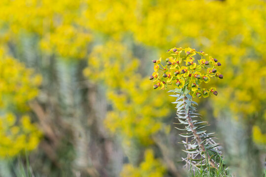 A macro shot of the spurge (Euphorbia), a plant that heralds the arrival of spring and catches the eye with its yellow flowers and distinctive foliage.