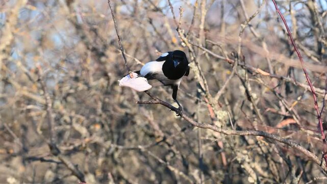 Eurasian magpie (Pica pica) feeding on animal fat hanging on a stick during cold winter season in natural wildlife environment. Wild bird winter feeding behavior captured outdoors. Slow motion.