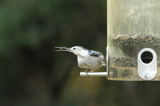 White-breasted Nuthatch with extra long bill holding sunflower seed. Avian Keratin Disorder (AKD)