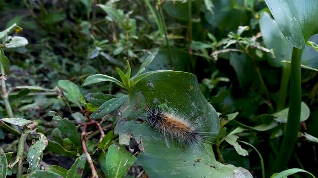 Large Fuzzy Caterpillar with Spiky Bristles Crawling on Green Leaf in the Wild