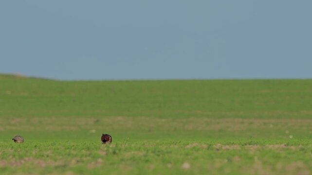 Male and female common pheasants (Phasianus colchicus) feeding and foraging in a natural field habitat. Slow motion wildlife footage capturing calm pair behavior and natural movement of ground-dwellin