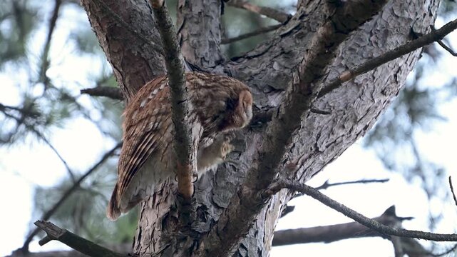 Tawny owl (Strix aluco) preening its feathers in natural habitat. Slow motion wildlife footage capturing detailed grooming behavior of a nocturnal raptor, highlighting feather texture, head movement, 