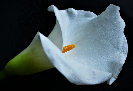 White elegant calla lily flower with water drops and open gentle petals on dark background
