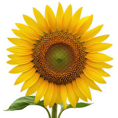 Fototapeta premium A bright sunflower with a small green insect perched near its center