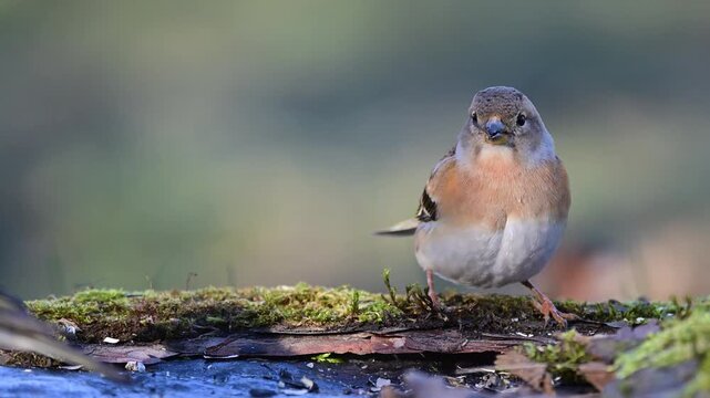 Brambling (Fringilla montifringilla) feeding in its natural habitat. Slow motion wildlife footage capturing natural feeding behavior of a small songbird in outdoor environment.