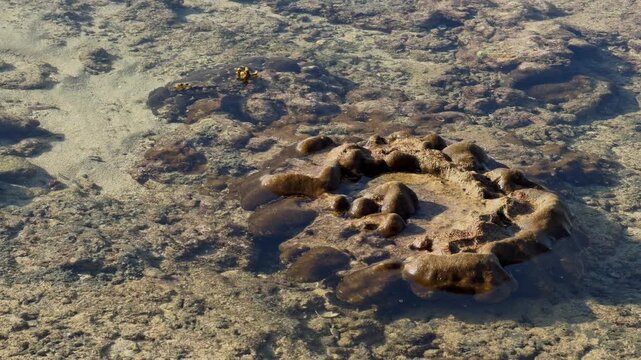 underwater life at low tide, various corals, crabs on rocks and underwater, fish and other marine life, sea cucumber, sea tentacles