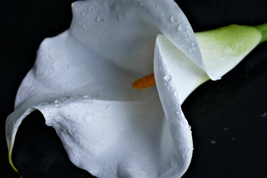 White elegant calla lily flower with water drops and open gentle petals on dark background