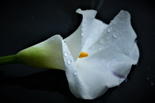 White elegant calla lily flower with water drops and open gentle petals on dark background