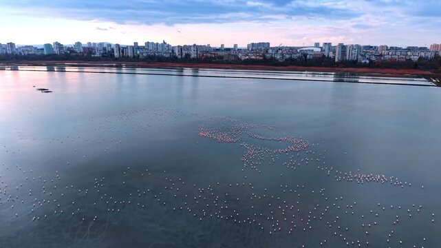 Lots of birds on the grey peaceful waterscape. Drone flight over the salt lake near the city skyline.