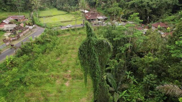 An overgrown palm tree stands out at edge of tropical thicket, resembling slightly intimidating green silhouette. View from air, camera flies around unusual natural creature