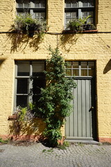 Altes Haus in Beige und Naturfarben mit Holztür, Sprossenfenster und begrünter Fassade bei Sonnenschein in der Altstadt der Unesco Welterebestadt  Brügge in Westflandern in Belgien  © Martin Debus