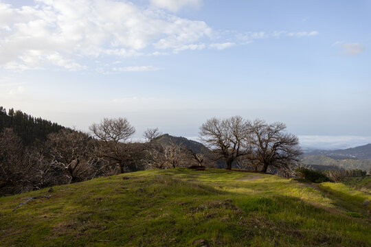 chestnut trees on a hill
