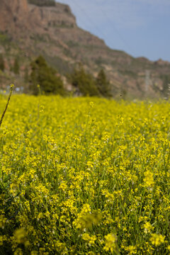 yellow rape field
