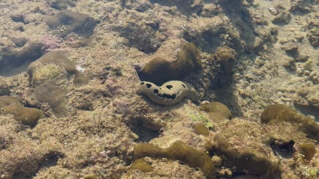 underwater life at low tide, various corals, crabs on rocks and underwater, fish and other marine life, sea cucumber, sea tentacles