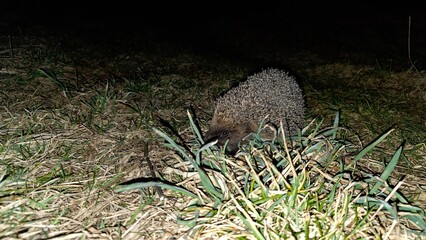 Small wild hedgehog foraging in green and dry grass at night under dark background. Concept of wildlife preservation and nocturnal animals behavior © Олег