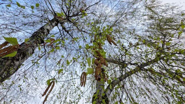 Tender birch leaves and catkins, bottom up view