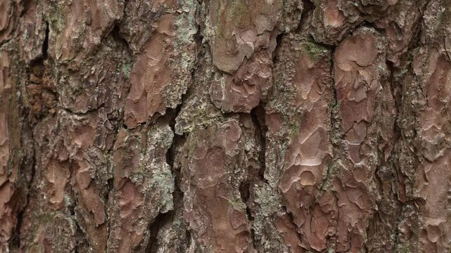 A detailed close up view of pine tree bark with a gentle zoom in.