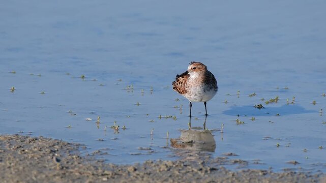 Little Stint (Calidris minuta) Preening While Standing in Water, Close Up