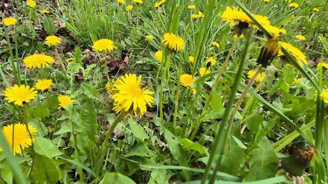 Dandelion field with bright yellow flowers and green grass, camera moving forward through plants in daylight, concept of spring nature and freedom