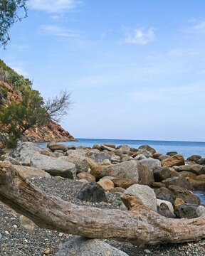 Driftwood on rocky beach in localit&agrave; conca, marciana