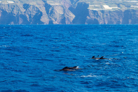 Group of the short-finned pilot whales (Globicephala macrorhynchus) in the Atlantic ocean near La Palma island, Canary, Spain