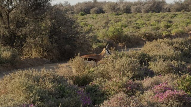 Slow Motion of Springbok Walking Across Open African Savanna, National Animal of South Africa Wildlife Movement